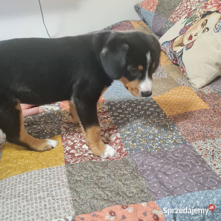 Entlebucher szczeniaczek 25 miesięczna suczka Łódź