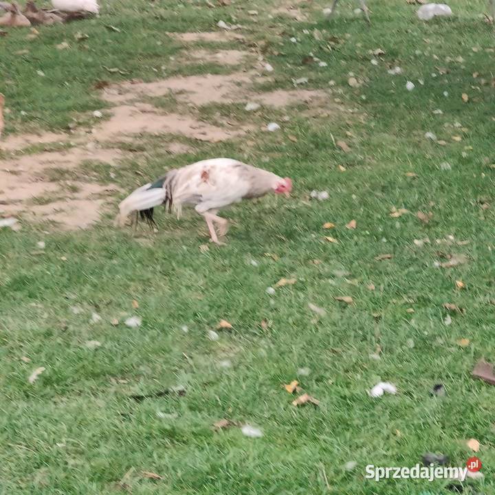 Kogut Feniks Osieczna