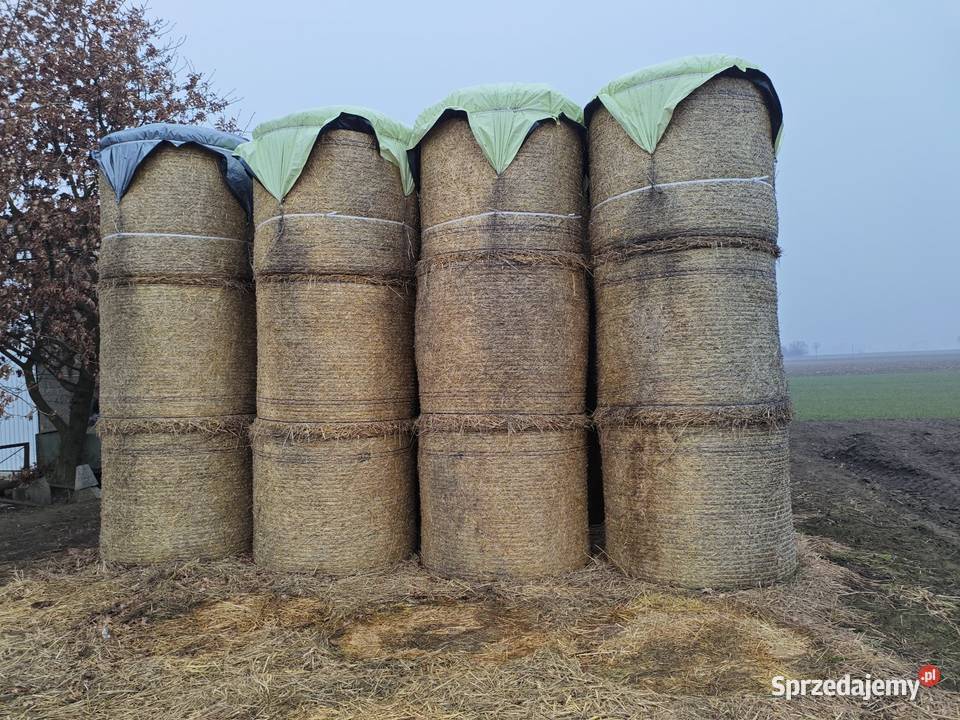 Słoma pszenna sprzedam słomę 130x120 80 balotów Radziejów