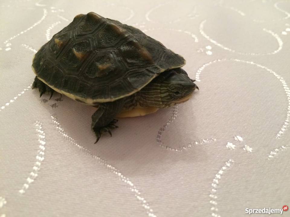 Żółw pręgowany Dębica