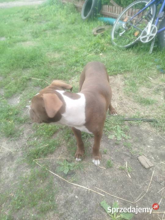 Szczeniak amstaff podlaskie Wyk