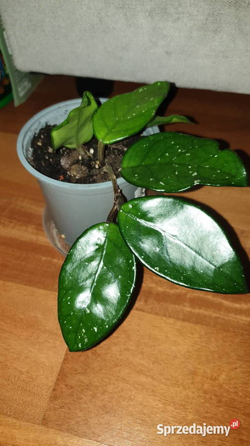 Hoya hoja kwiat rosnący
