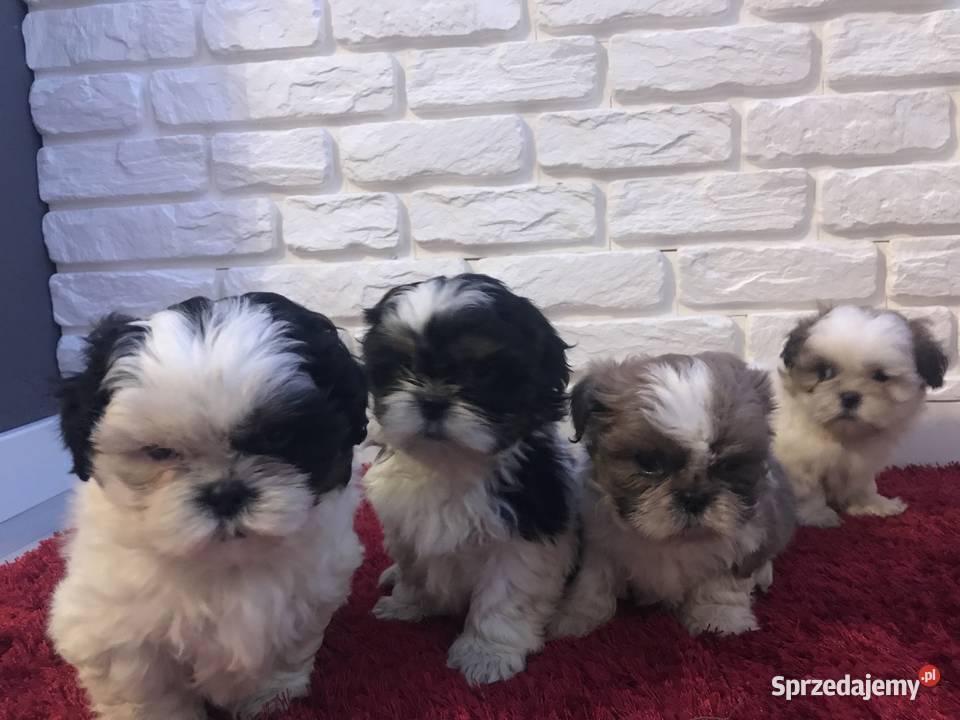 Shihtzu szczeniaki koło Krakowa Michałowice