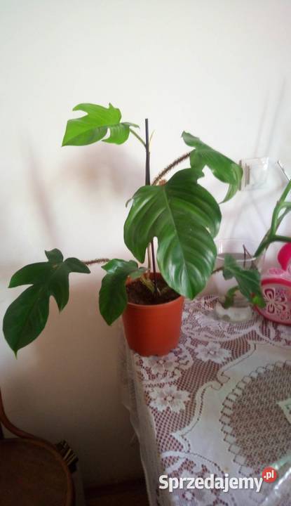 Kwiaty doniczkowe Philodendron squamiferum 001 Warszawa