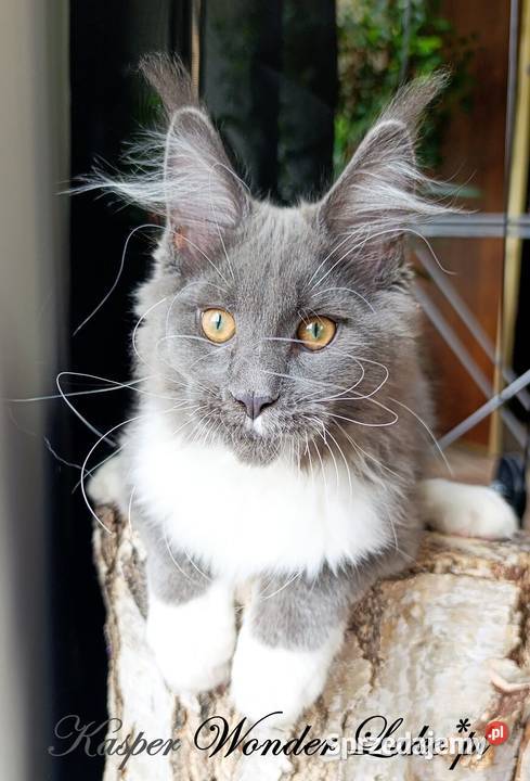 Niebieskobiały mruczek Maine Coon FPL Maine Coon