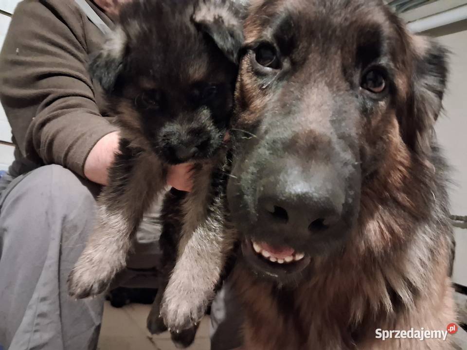 Rasowe Owczarki Niemieckie małopolskie Niepołomice