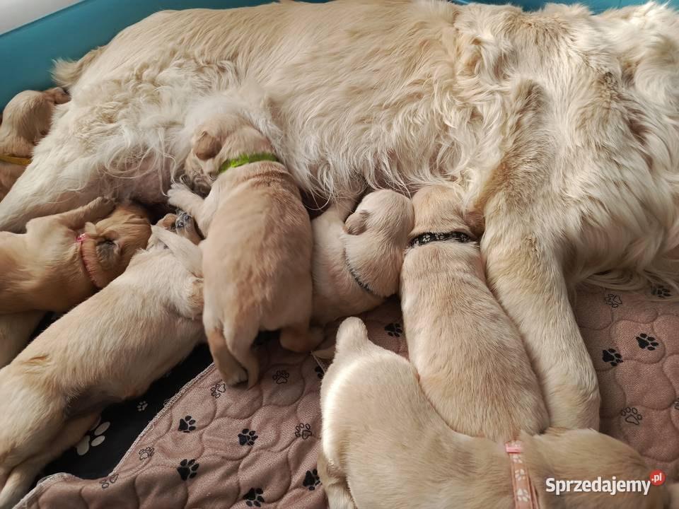Szczenięta Golden retriever sprzedam