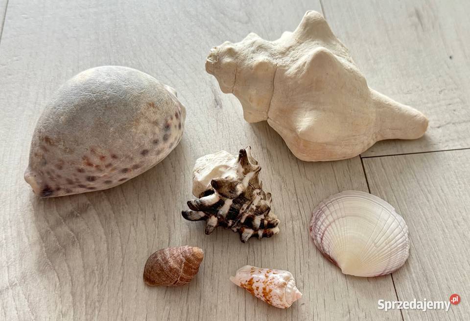 Muszle muszelki muszla naturalne ZANZIBAR wielokolorowy Łódź sprzedam
