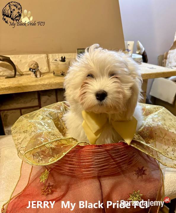 Hawańczyk JERRY ulubiony kot Frediego Mercury Pogórze