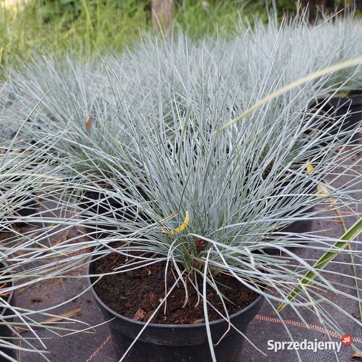 Trawy ozdobne sadzonki wysyłka Stromiec sprzedam