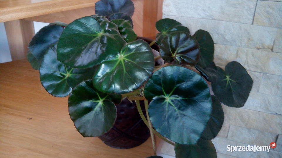 Begonie Rośliny Białystok