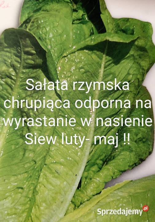 Pietruszka naciowa odrasta ścięciu Nasiona Nasiona Kraków sprzedam