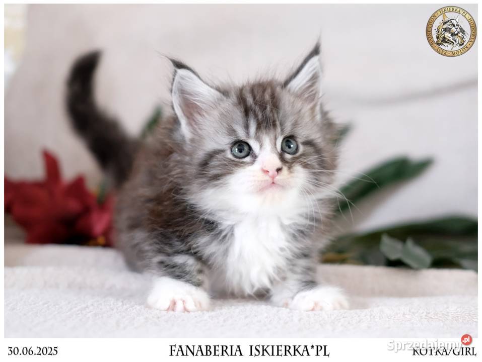 Srebrzysta kotka o pięknym kontraście maine coon Maine Coon Warszawa sprzedam