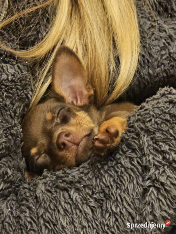 Ratlerek sarenka Kraków