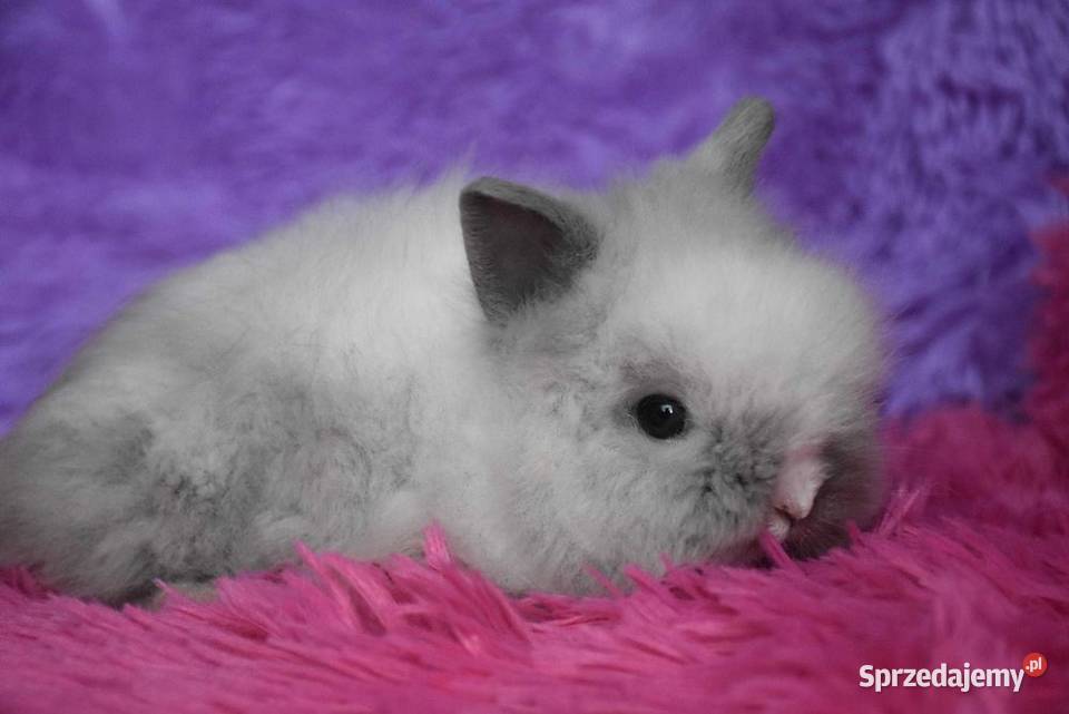 Karzełki teddy różne kolory puszysty królik Lipno