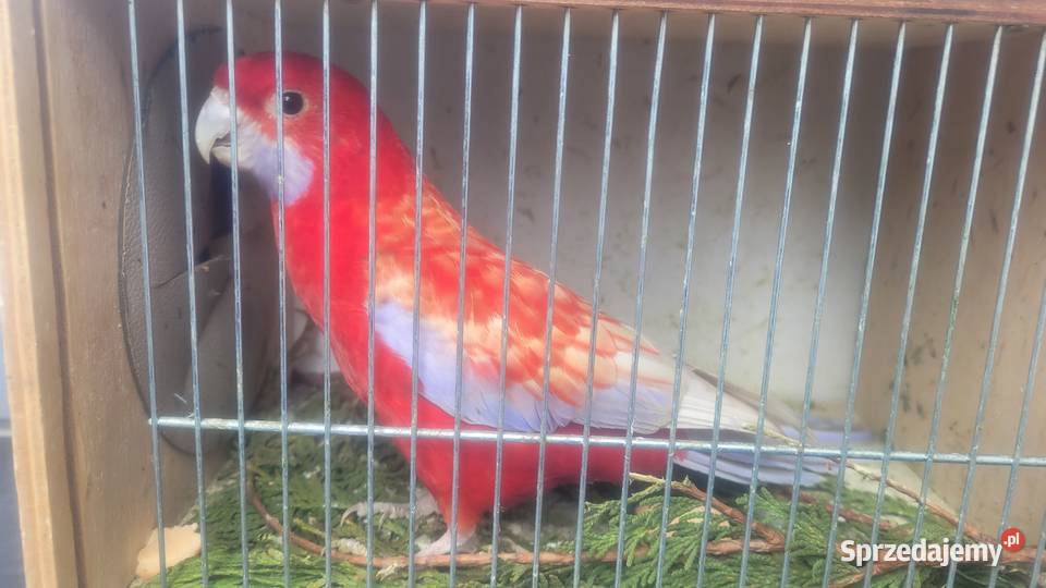 Rozella królewska Wieliczka