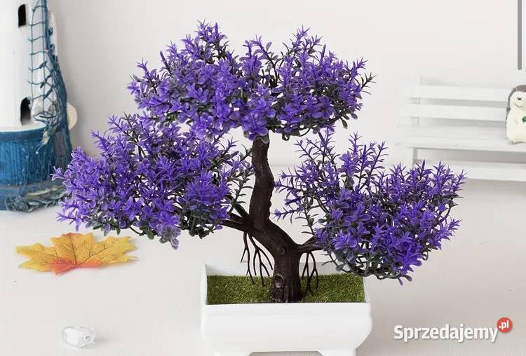 drzewko bonsai pomorskie Sierakowice