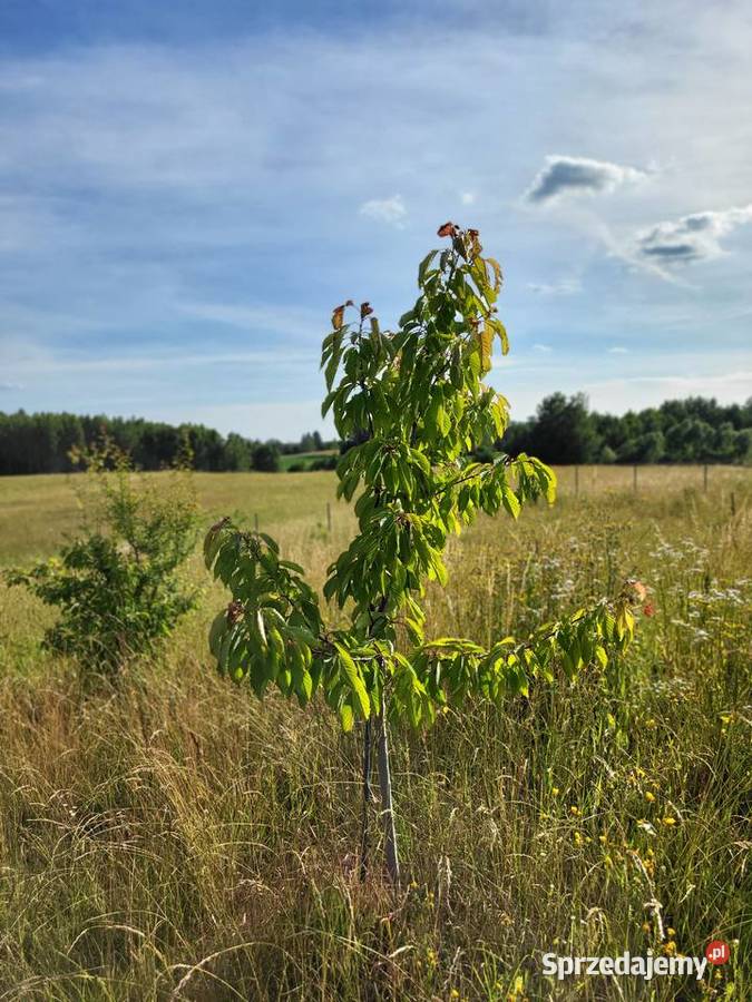 Działka z charakterem domek z duszą na Mazurach 177zł/m2 Sprzedaż Elganowo sprzedam