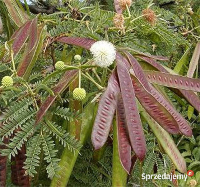MIMOZA BIAŁA Leucaena Leucocephala NASIONA 100g Lubanie