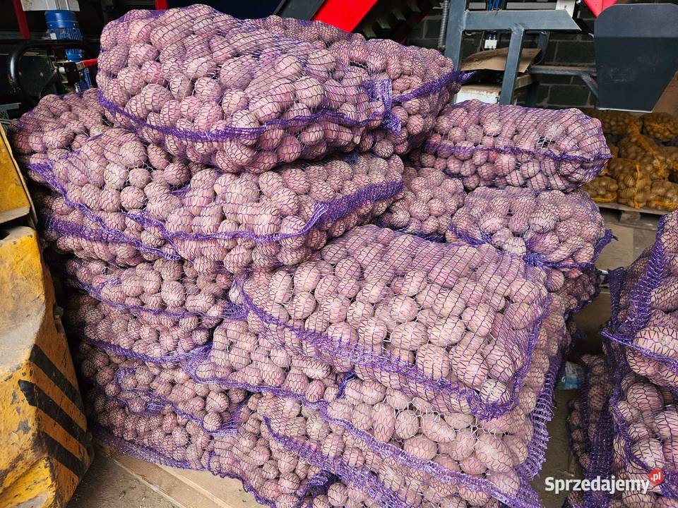 Ziemniaki sadzeniaki Baltic Rose Rośliny okopowe Kolosy