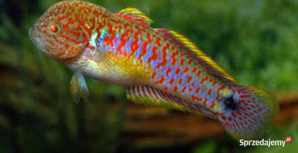 Głowaczyk barwny Tateurndina Ocellicauda pomorskie