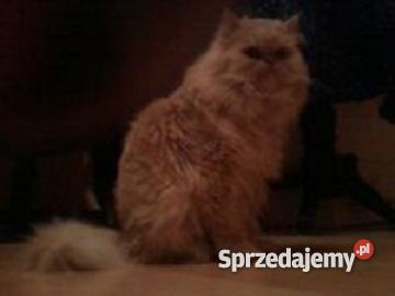 KOT PERSKI kremowy Brusy