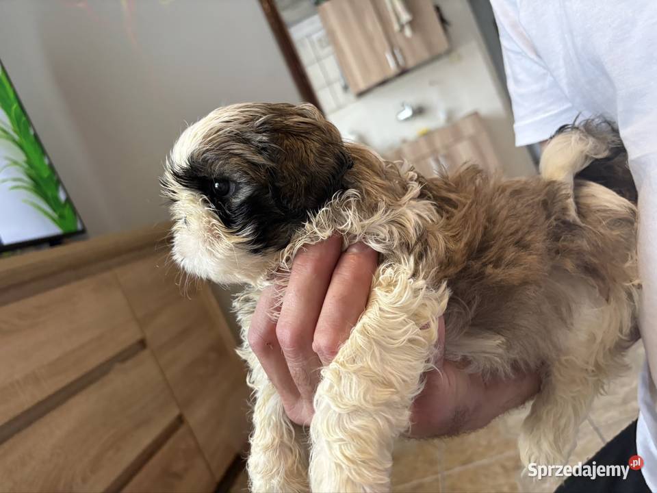 Sunia shih tzu z rodowodem gotowa do odbioru Shih Tzu Lekowo sprzedam