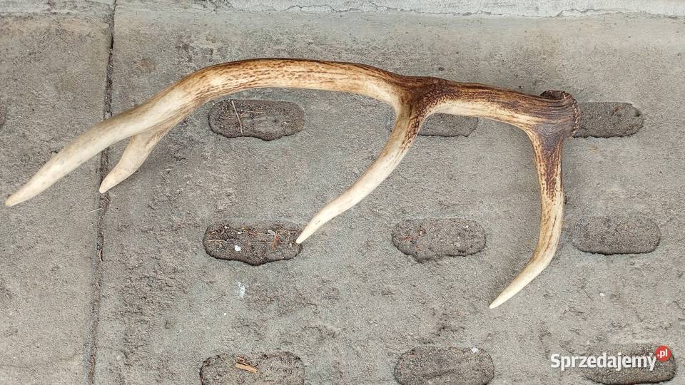 Poroże rogi 61 warmińsko-mazurskie Elbląg