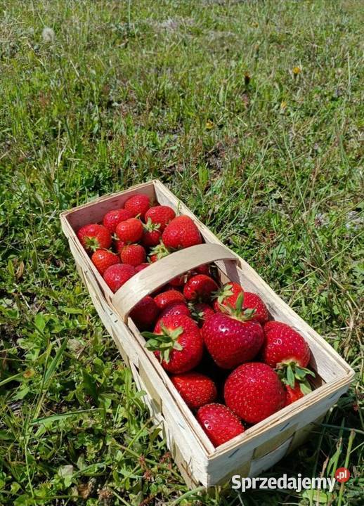 Truskawki kaszubskie 24 2 eko nie pryskane Sierakowice