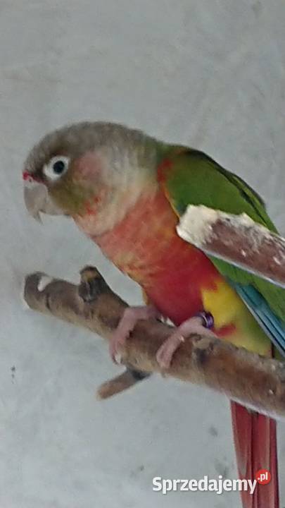 Rudosterka Zielonolica PineappleSuncheek Zwierzęta Złotoryja