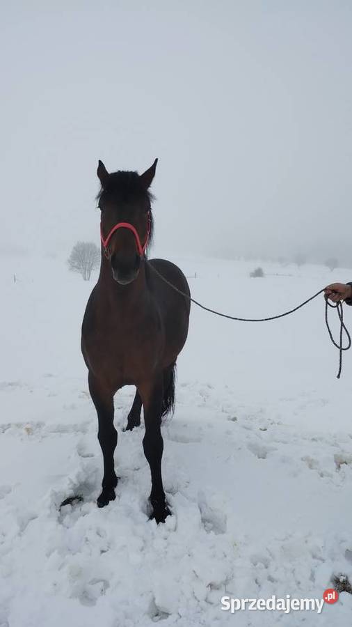 Sprzedam ogiera 25 letniego Jabłonka sprzedam