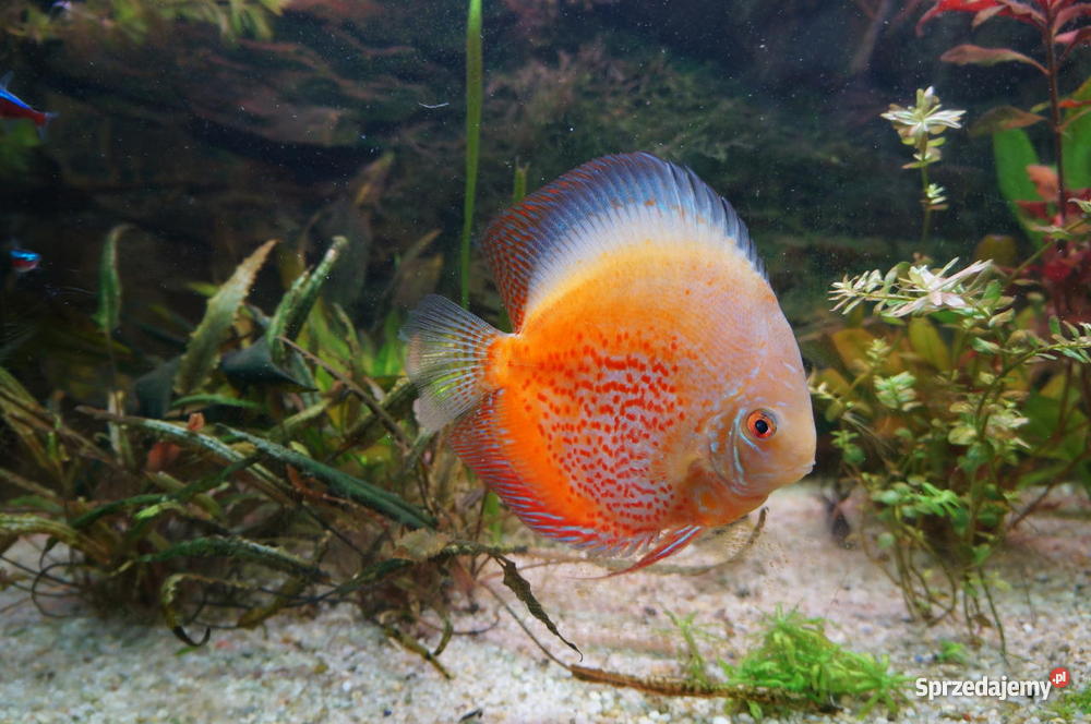 Paletki młode i dorosłe lubelskie