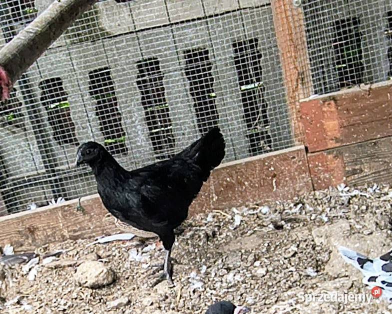 Sprzedam parę kur ayam cemani śląskie Gierałtowice sprzedam