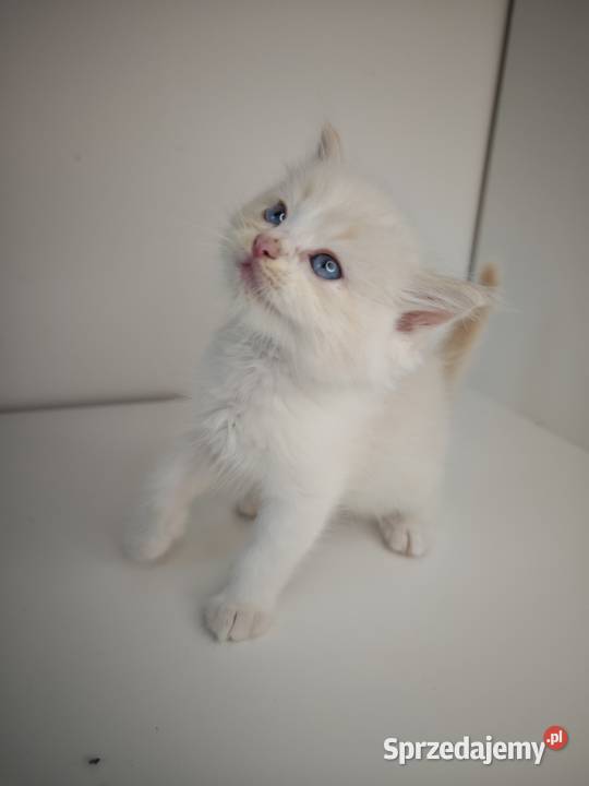 Ragdoll Kocięta Kołaków