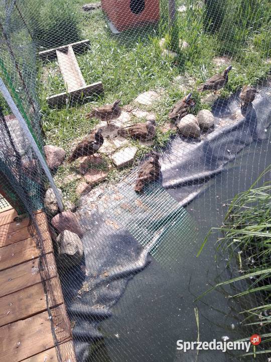 Kaczki mandarynki standard zeszłoroczne Inowrocław