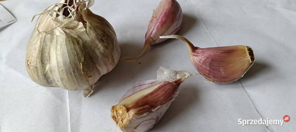 Czosnek Chełm sprzedam