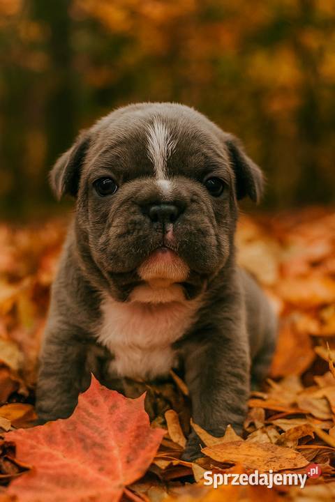 Buldog francuski Aktualne Buldog pomorskie