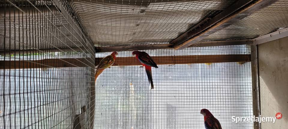 papugi rozele białolice Łaziska sprzedam