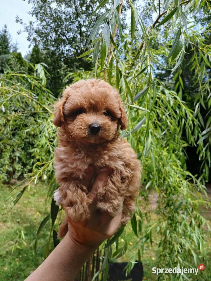 Maltipoo suczka mazowieckie Wyszków