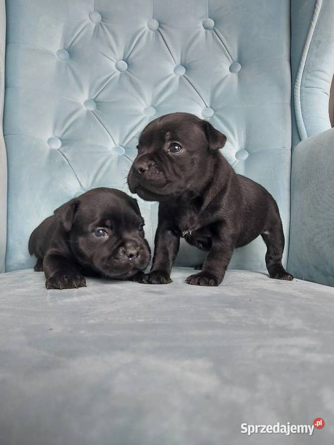 Staffiki Staffordshire buulterier małopolskie Wieliczka