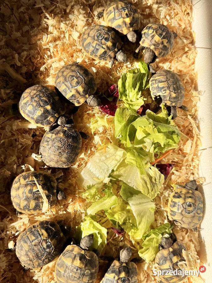 Młode żółwie żółw grecki greckie lądowe stepowe okazja cała Polska transpor