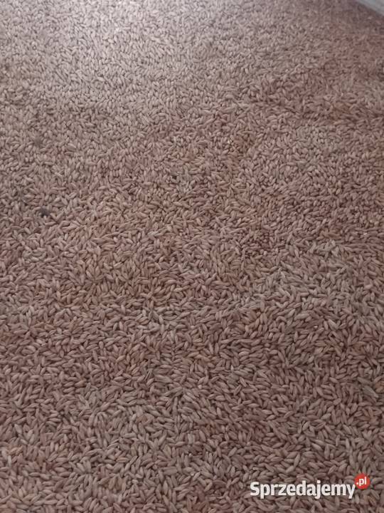 Sprzedam pszenicę konsumpcyjną Opokę i Pszenżyto lubelskie Łuków