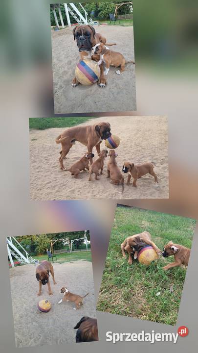 Bokser szczenięta Dominowo