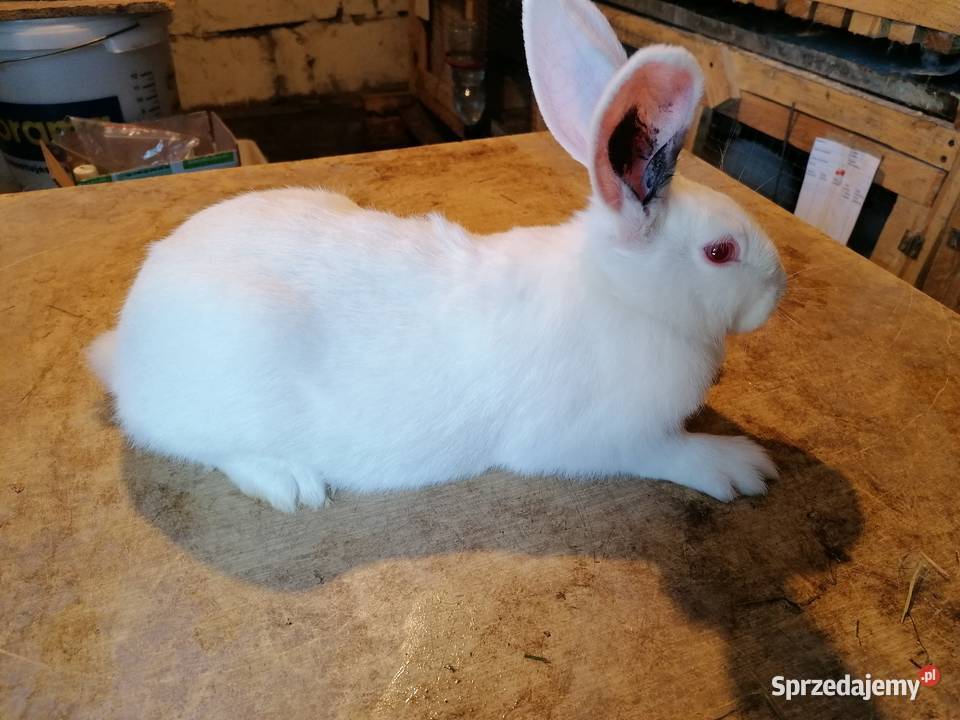 Termondzki bialy Tarnowskie Góry