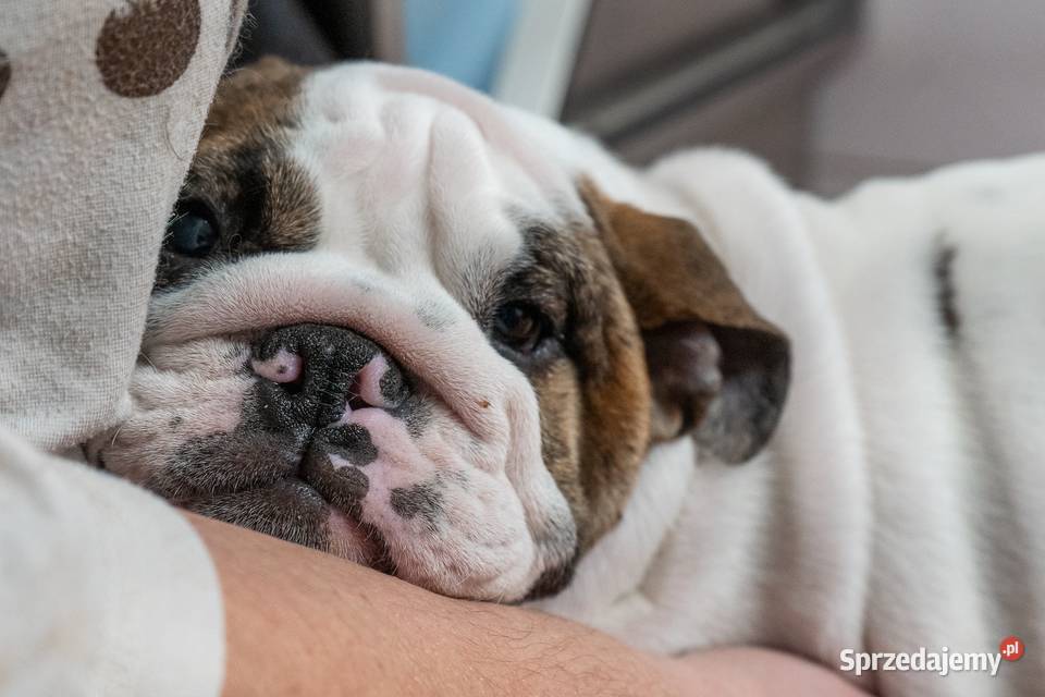 Buldog angielski FCI Myślenice