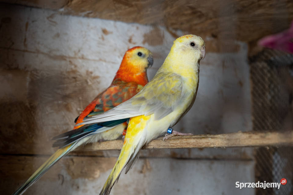 Para świergotów 20232022 Ptaki podkarpackie