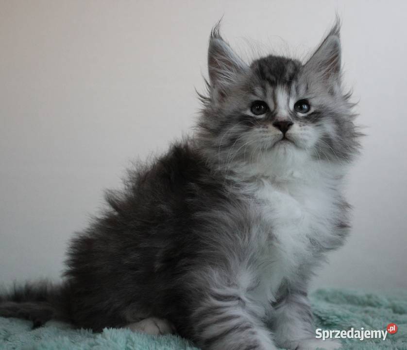 Jedna koteczka i trzy kocurki maine coon Brzezia Łąka
