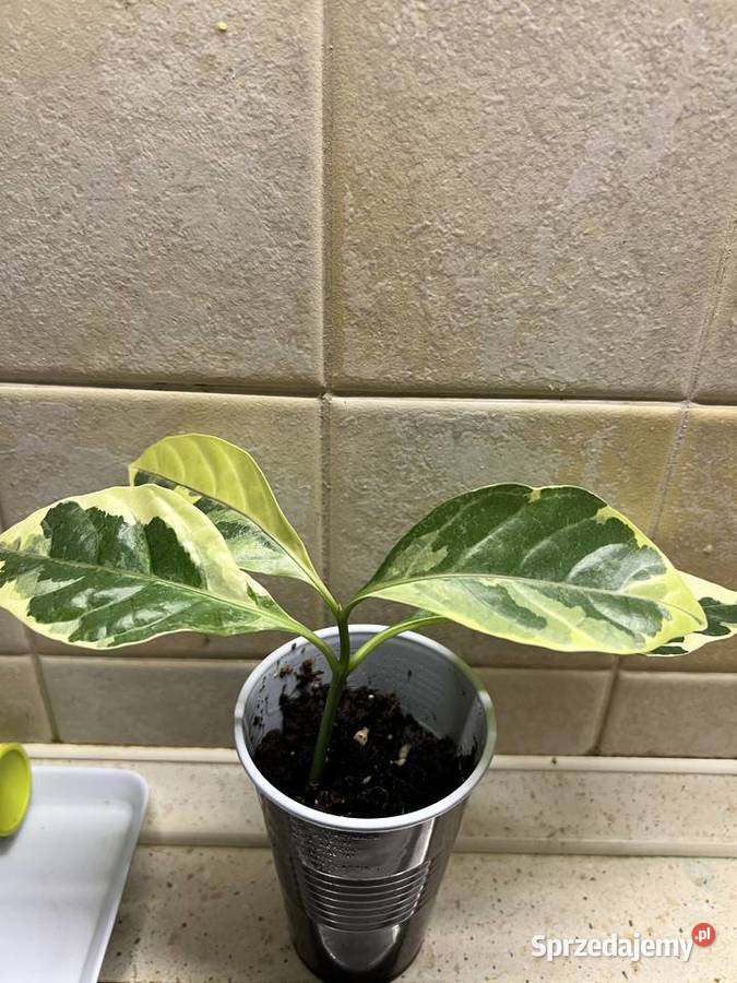 Pseuderanthemum roślina doniczkowa Warszawa sprzedam