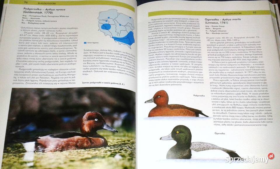 Ptaki Polski Tom I Andrzej G Kruszewicz twarda Chełm sprzedam