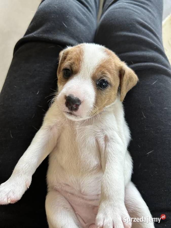 Szczenięta Parson Russell Terrier Gruszewnia